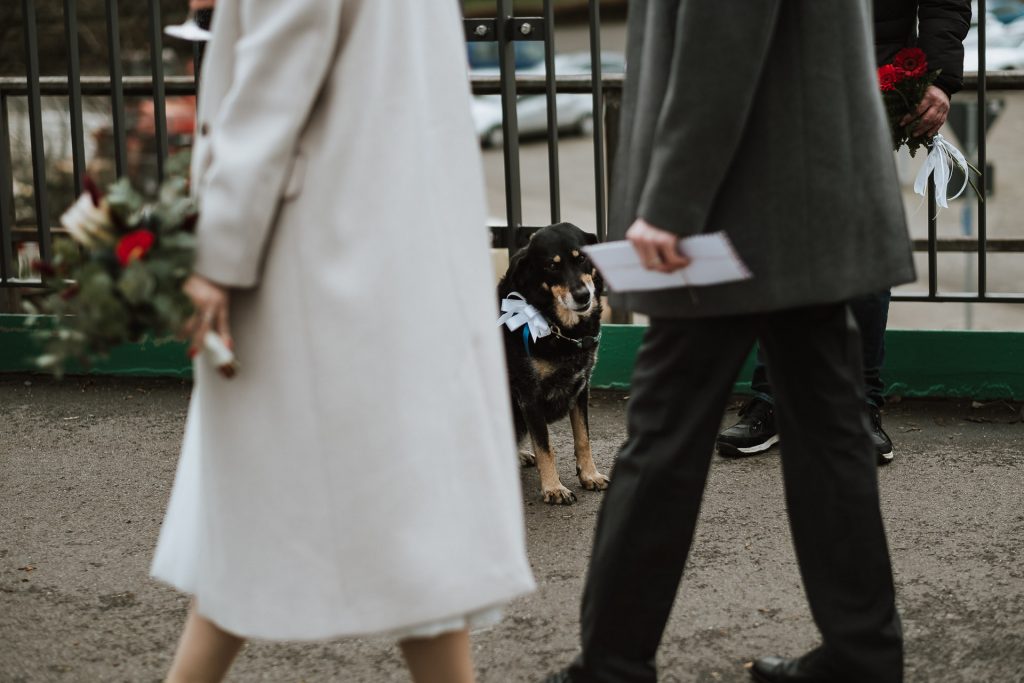 Hund zwischen den Beinen des Brautpaares